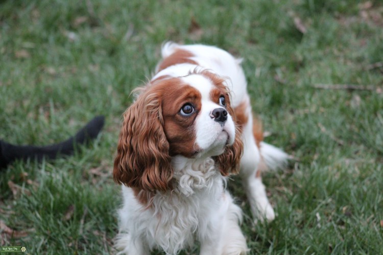 Кавалер Кинг Чарльз спаниель блэйхем
