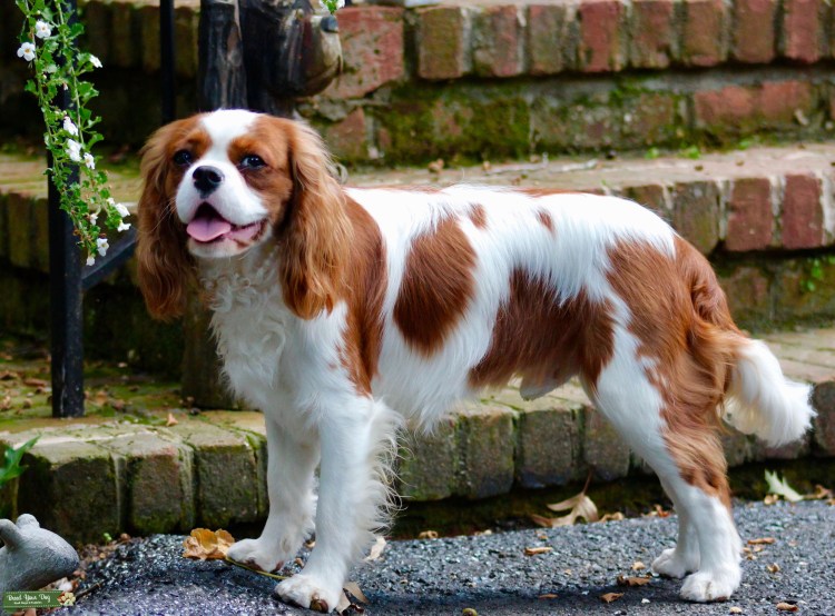 Кинг Чарльз спаниель Бленхейм