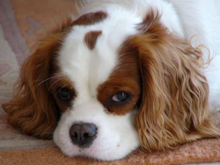 Пятно Бленхейма у кавалер Кинг Чарльз спаниеля