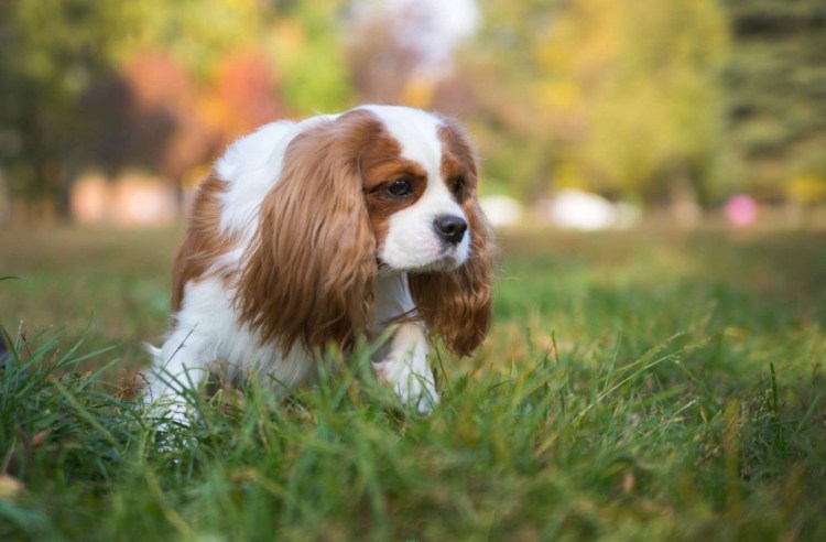 Кинг Чарльз спаниель
