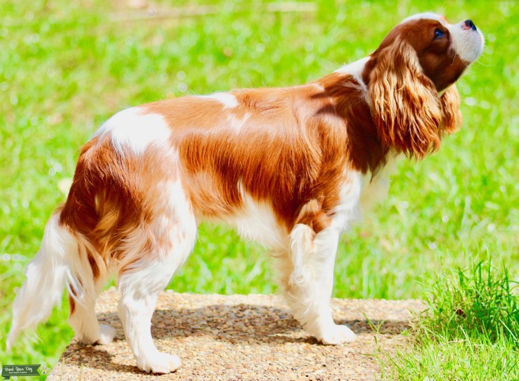 Кинг Чарльз Бленхейм