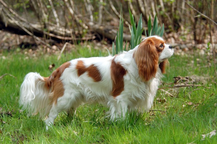 Кавалер принц Чарльз спаниель