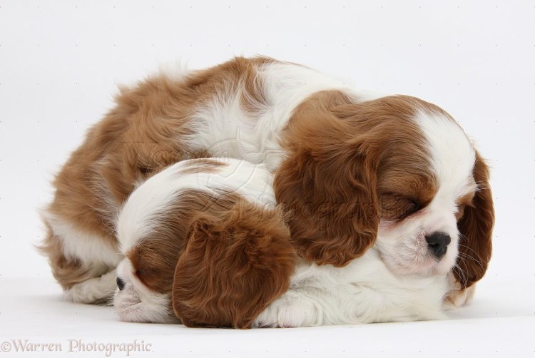 Кавалер Кинг Чарльз спаниель окрас Бленхейм