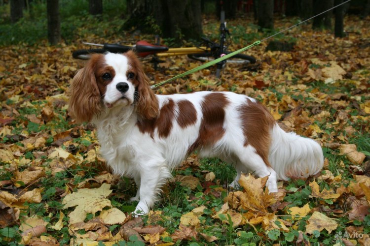 Кинг Чарльз спаниель Бленхейм