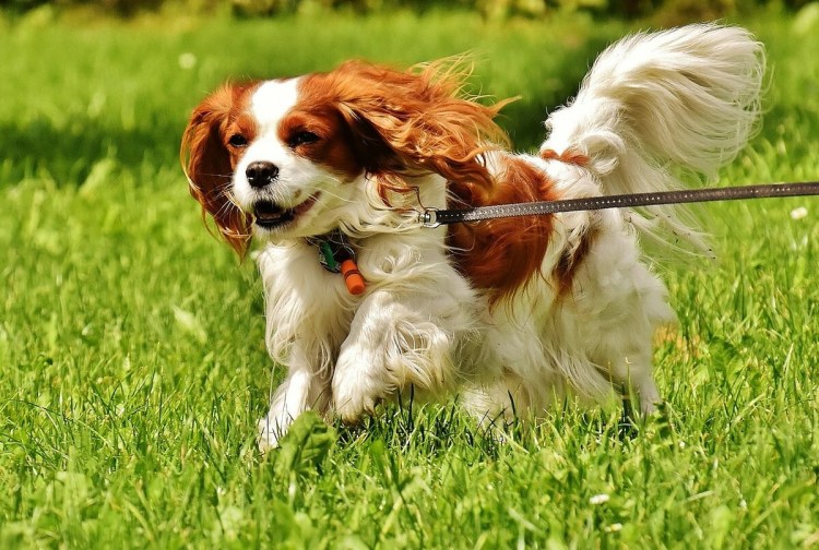 Порода кавалер Кинг Чарльз спаниель