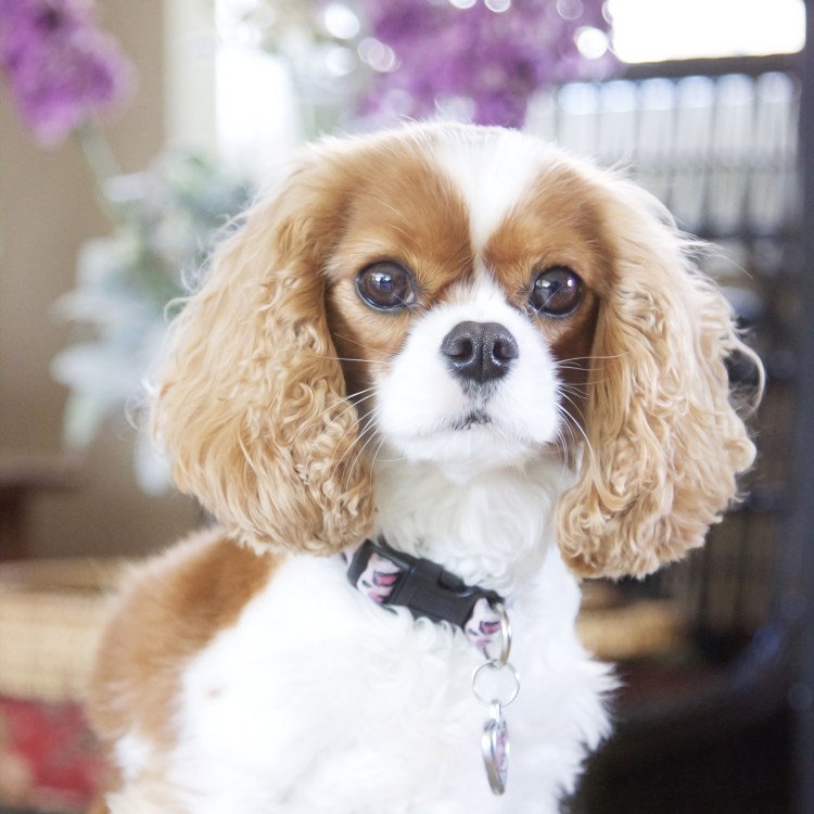 Кавалер Кинг Чарльз Бленхейм