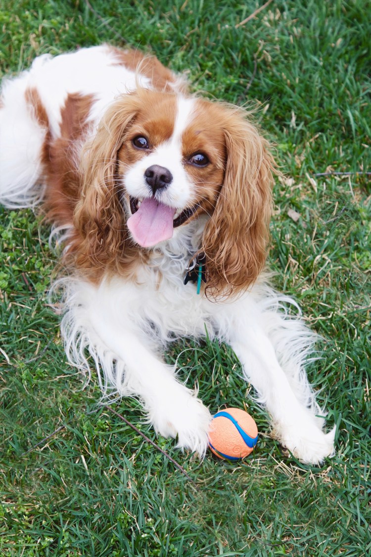 Кавалер Кинг Чарльз спаниель