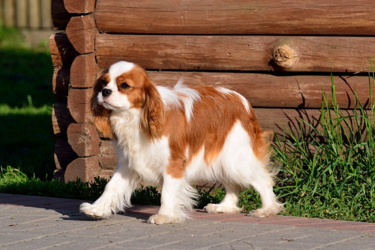 Кинг Чарльз спаниель Бленхейм