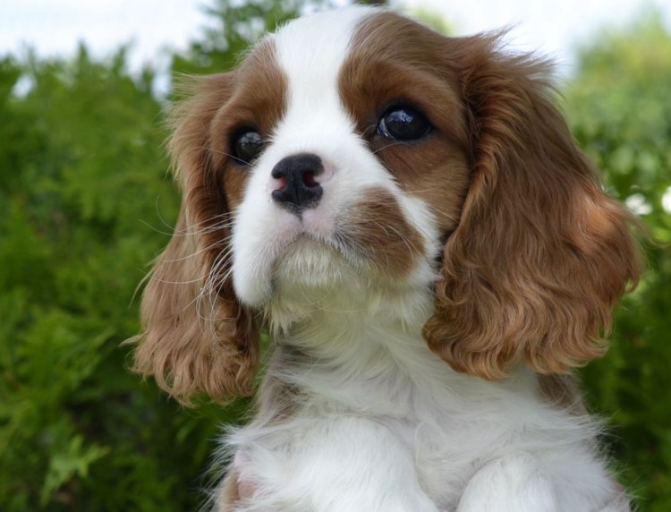 Кинг Чарльз спаниель Бленхейм