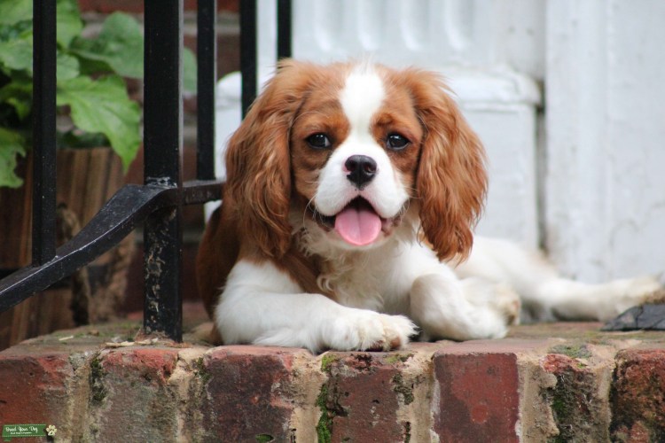 Кинг Чарльз спаниель Бленхейм