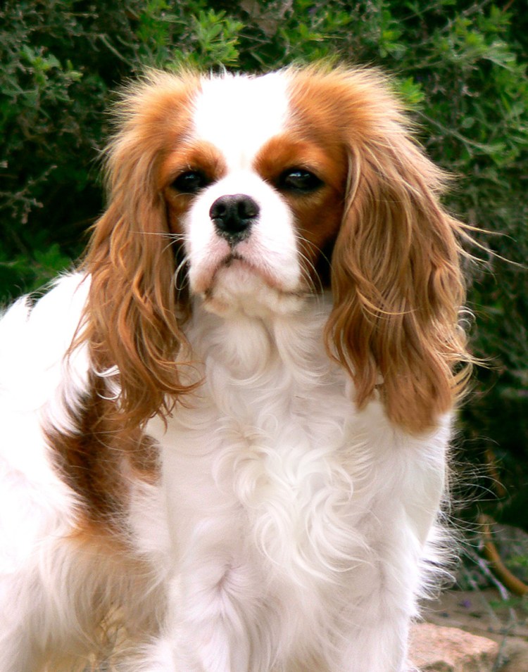 Кавалер Кинг Чарльз спаниель Бленхейм