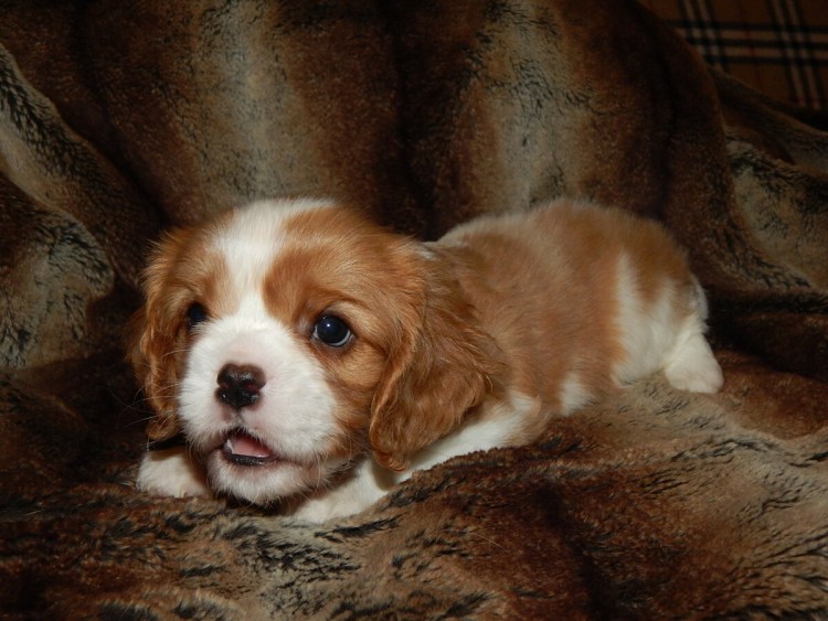 Кавалер Кинг Чарльз спаниель Бленхейм щенки
