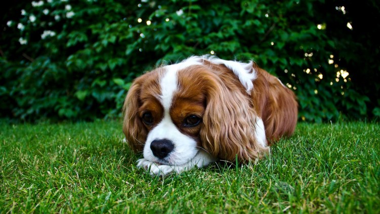 Кокер Чарльз Кинг спаниель