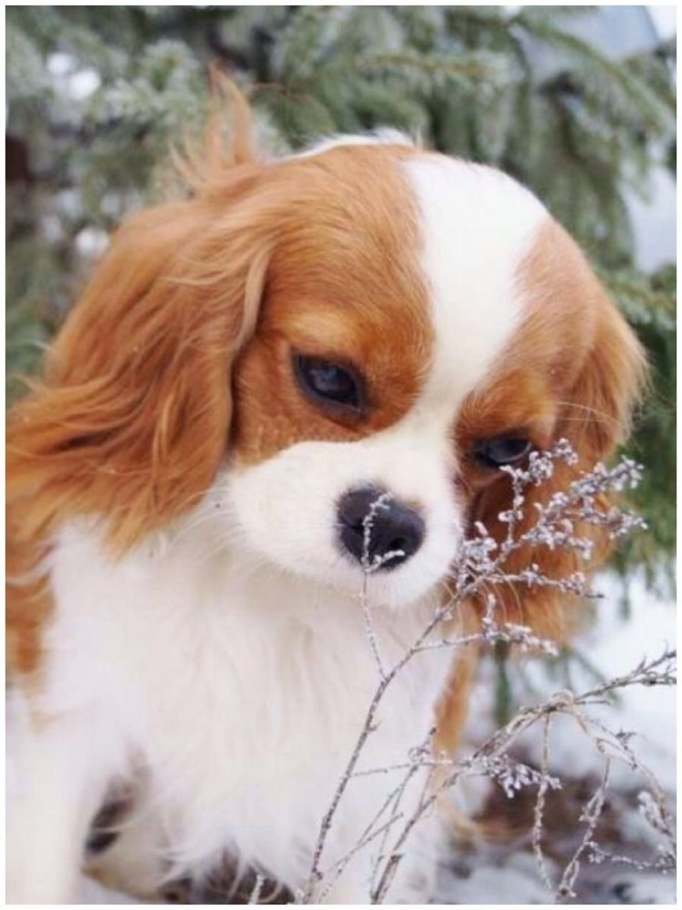 Спаниель Ричард Чарльз кавалер