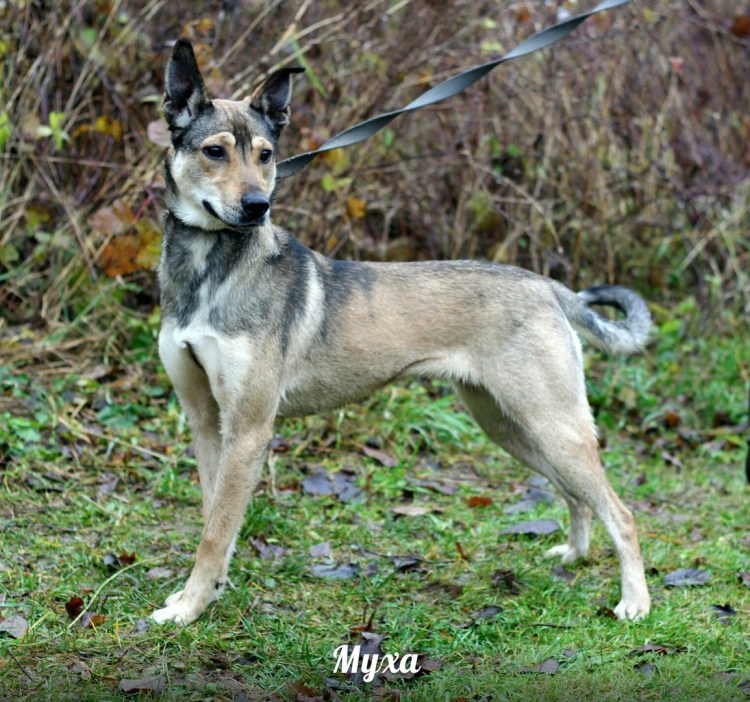 Откусанные носы собаками у детей