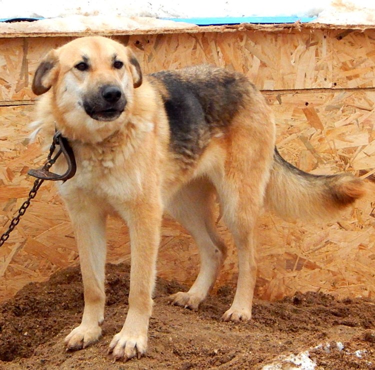 Собачий иксодовый клещ