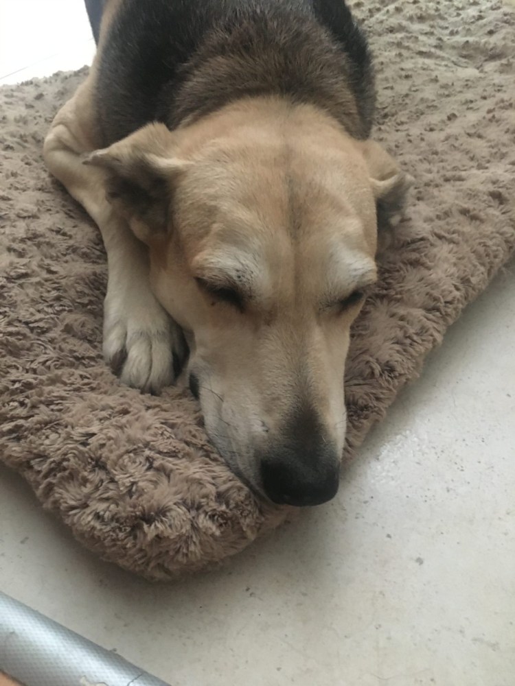 Щенок и Муха