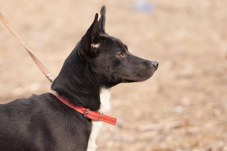 Щенок - мушка