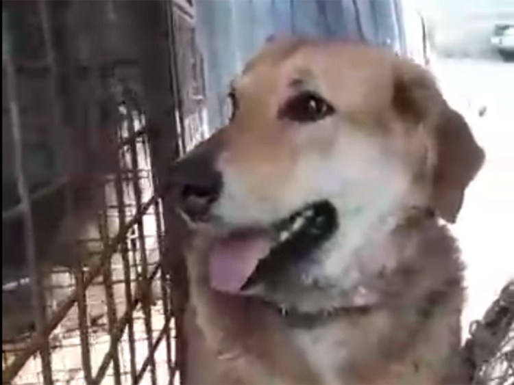 Костюм собаки