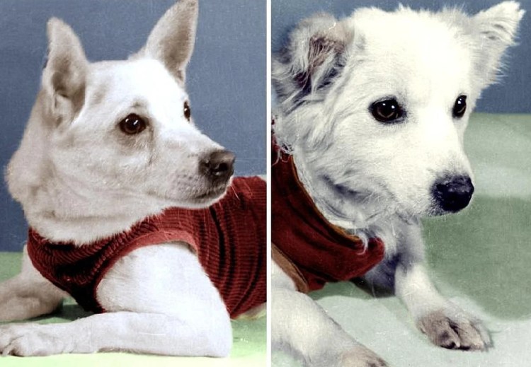 Зоопансионат Альма Воронеж