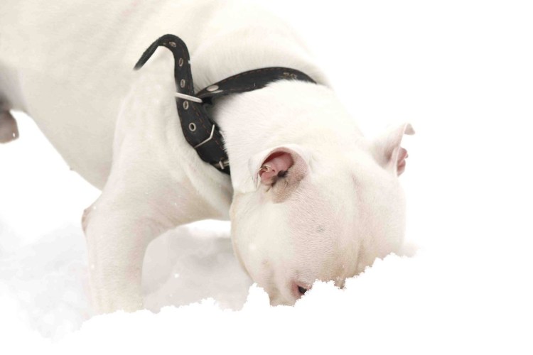 Собаки герои Великой Отечественной войны 1941-1945