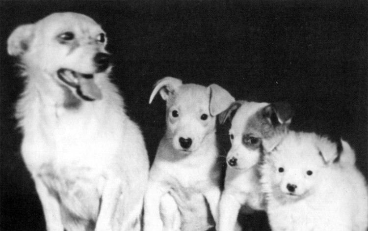 Грабовский Ян Муха с капризами книга