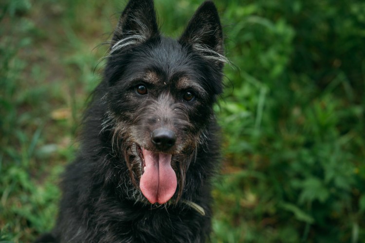 Жулька и Жемчужина собаки космонавты
