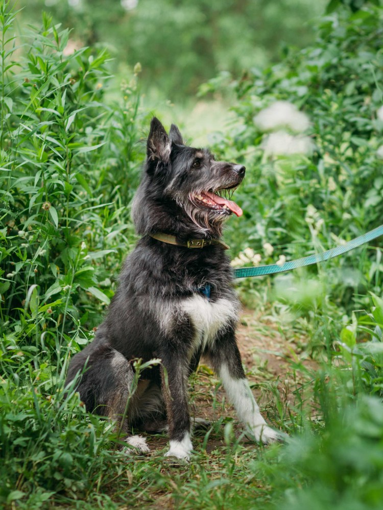 Маленькая черная собачка мушка
