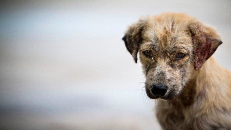 Собачий иксодовый клещ