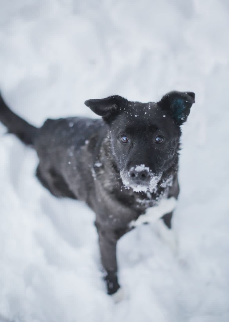 Щенок и Муха