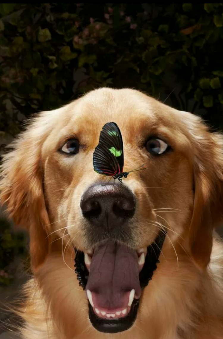 Собака спинальник