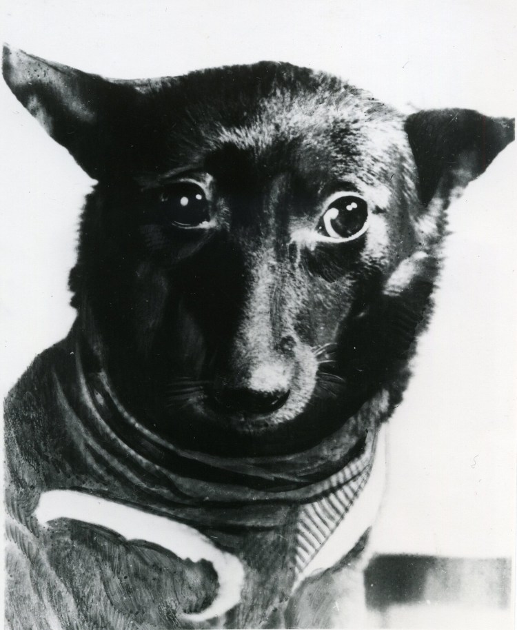 Диафильм для детей щенок озвученный