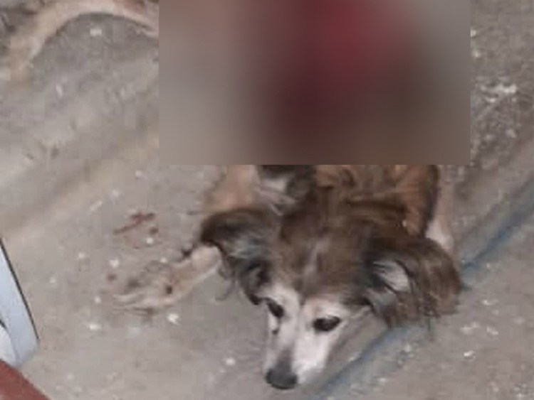 Самая страшная сутулая собака