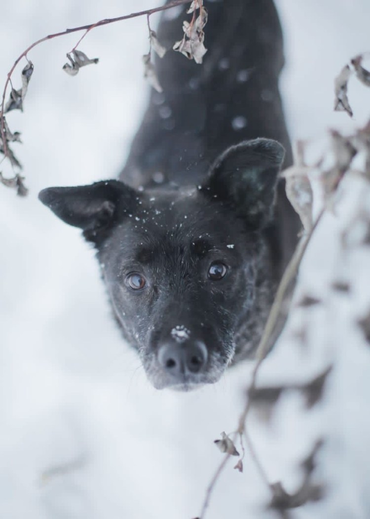 Порода собаки Муха