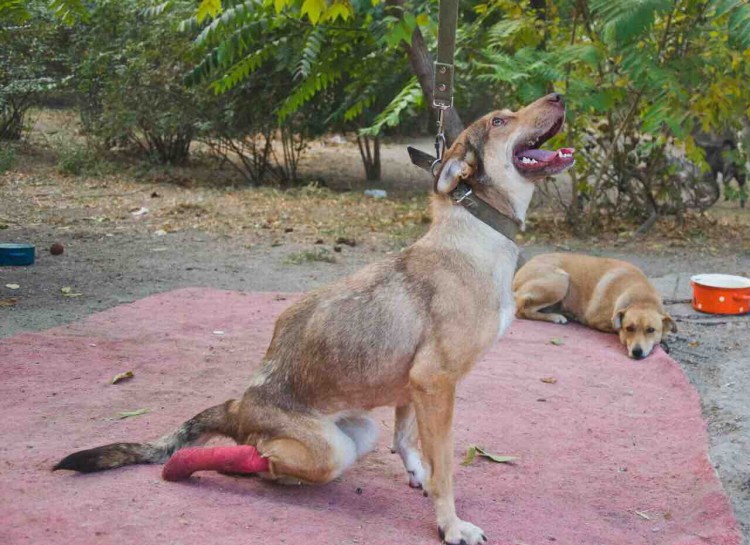 Хорошего дня гифки прикольные с юмором