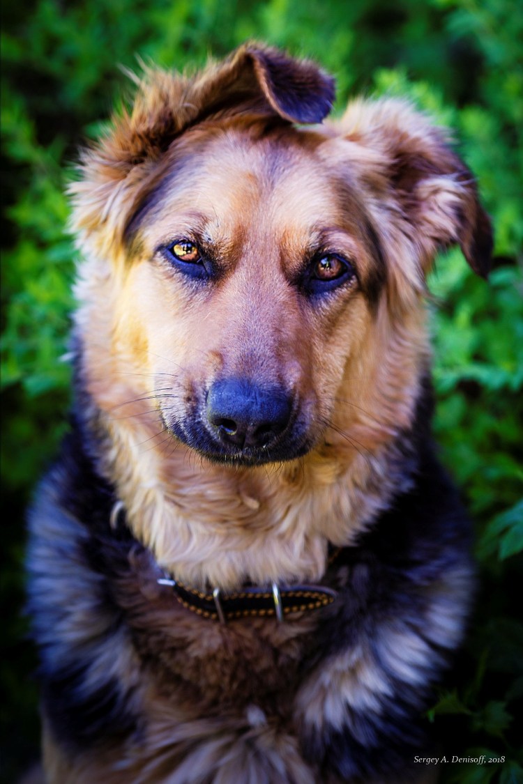 Муха овчарка