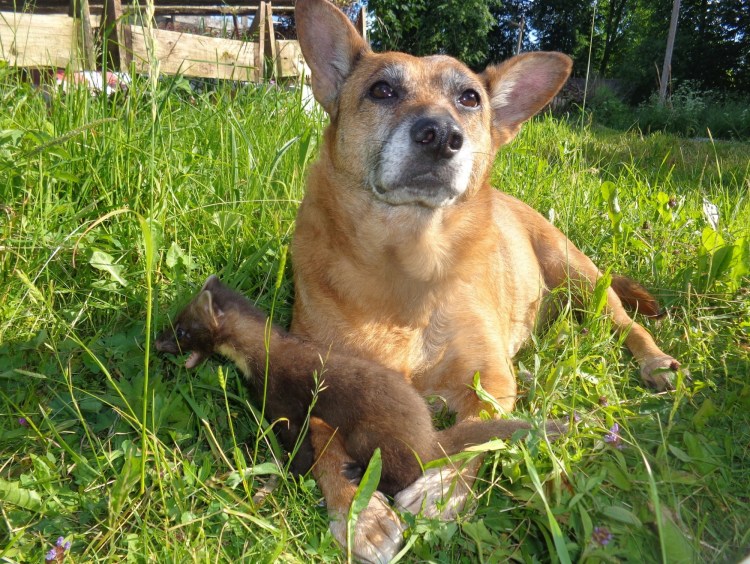 Собака кусает рисунок