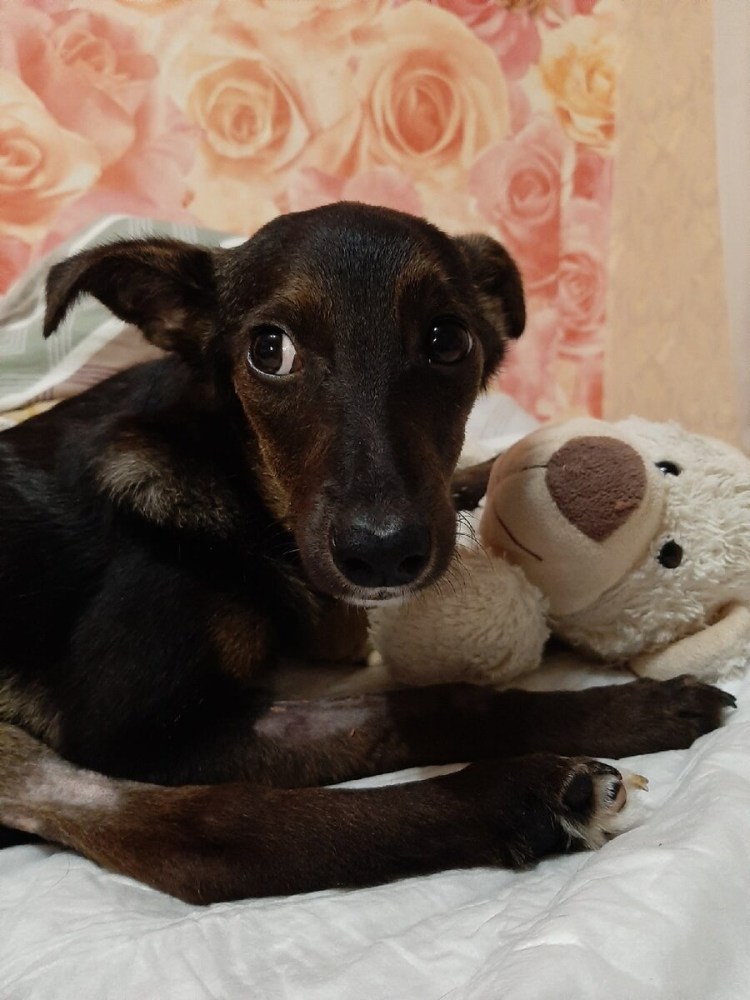 Собака Альбина в космосе