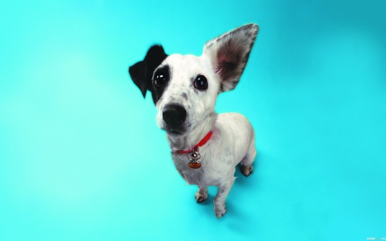 Чайка и Лисичка собаки в космосе