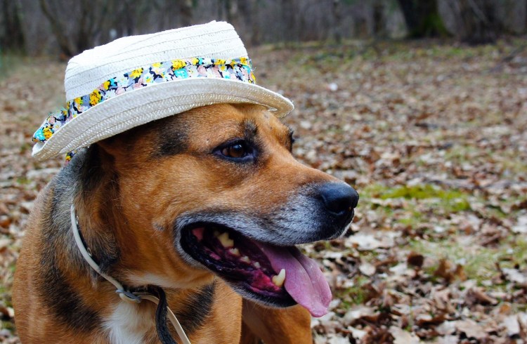 Кепка для собак "Chester" (s )