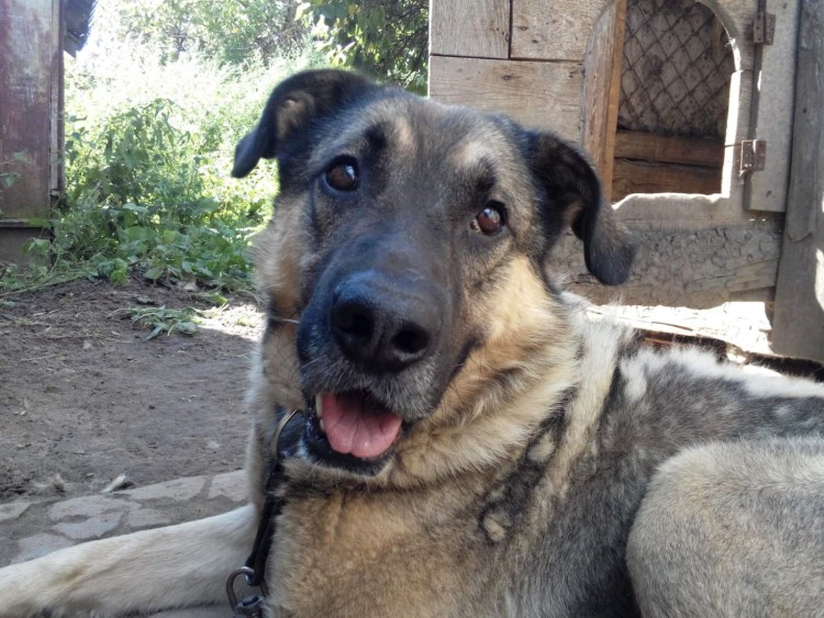 Собака по кличке Муха