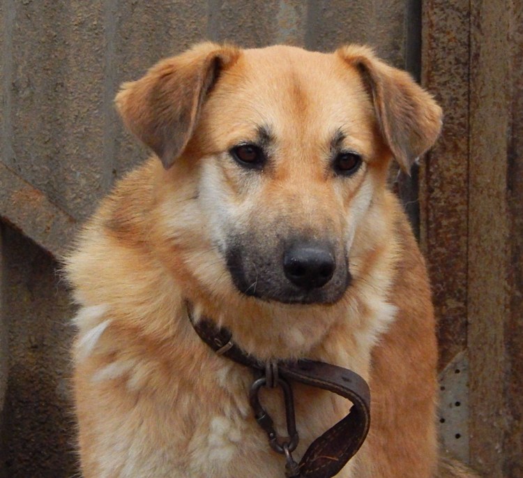 Муха двортерьер