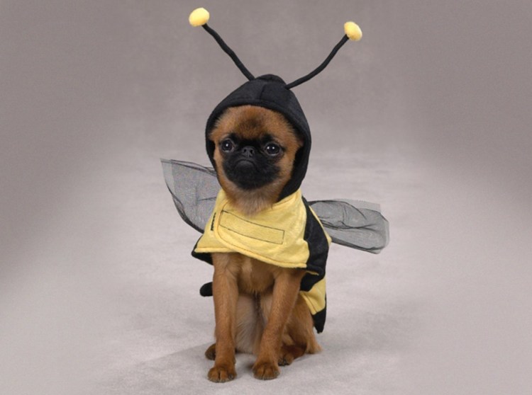 Мухоцид для собак