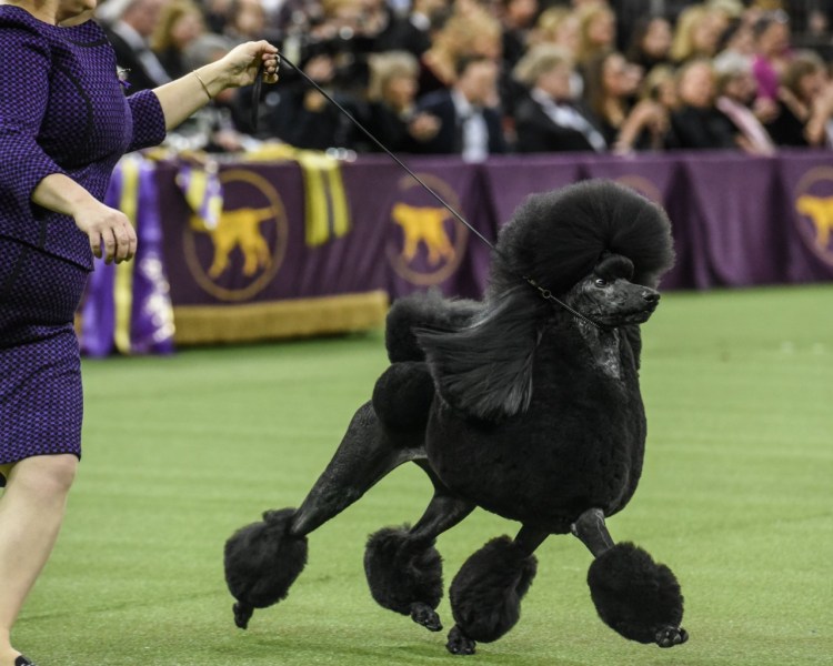 Мушка и Пчелка Дата полёта в космос