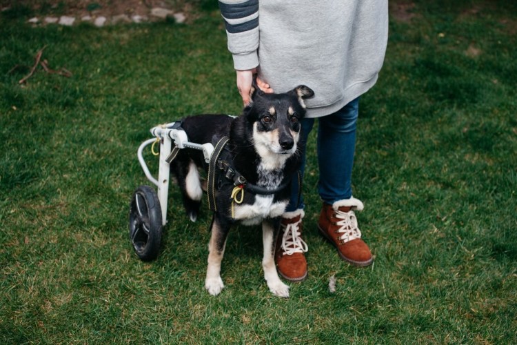 Первая собака космонавт лайка