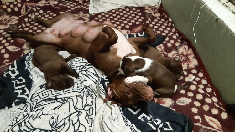 Кожные заболевания у йоркширских терьеров