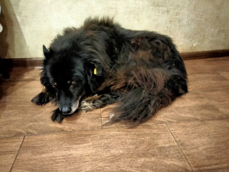 Подготовка собак в космос