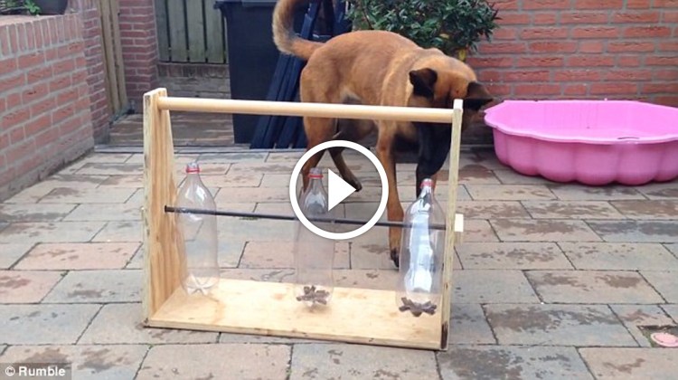 Подставка для мисок собак в вольере