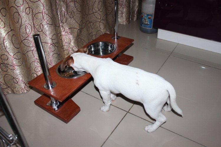 Столик для собак