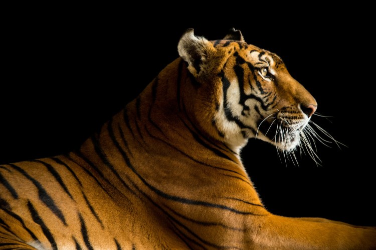 Panthera Tigris amoyensis